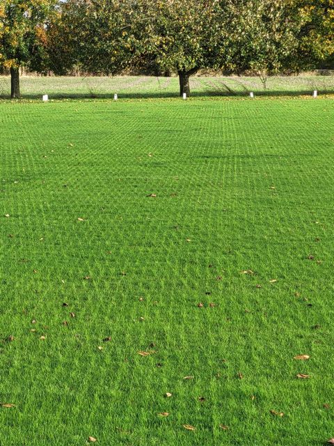Overseeding results on fine turf