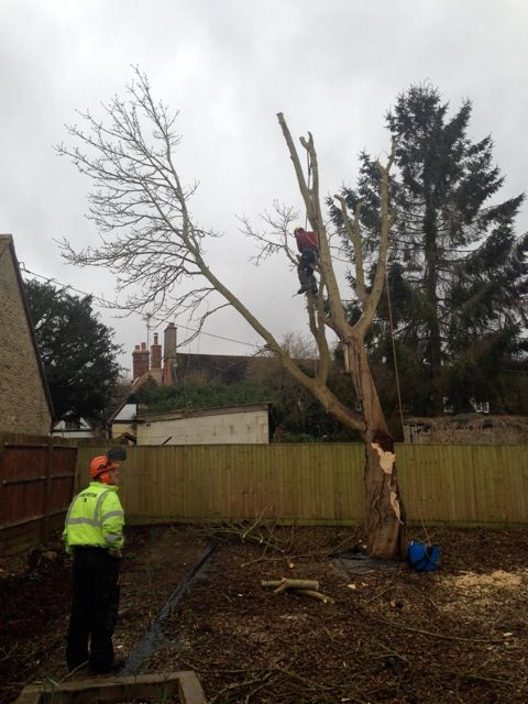 Trees, landscaping and building